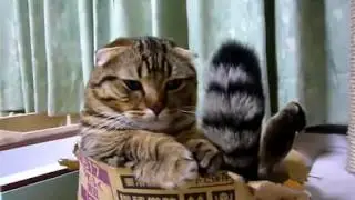 1337cute cat2~ cute ca2t  YouTube 20127464827