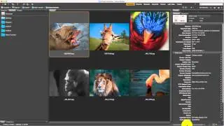 How to check and fix image metadata with Adobe Bridge