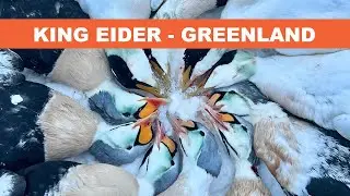 King Eider Ducks in Greeenland