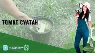 Томат Султан