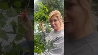 Своровала плетучки!))