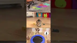 One Little KItten Two Little Cat Three Funny Cats HERE 😜🤪