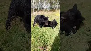 Беззаботная жизнь медвежат. #bear