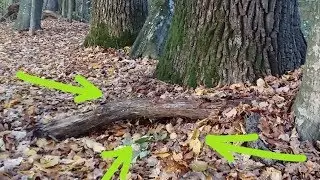 Необычные НАХОДКИ у корня 200-летнего ДЕРЕВА!!!Удача или чудеса леса! В Поисках Клада и Сокровищ
