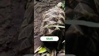 🐢 The Mysteries of the Turtle Shell 🐢