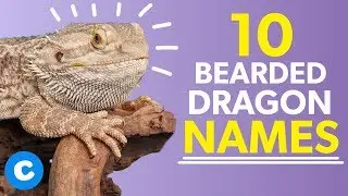 10 Names for Bearded Dragons | Chewy