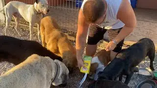 Çiftlikteki Tüm Hayvanları Besledim ( Köpek Güvercin Tavşan Ördek Tavuk )