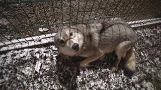 Волчица провенилась, снова кусала Питбуля Кияру через решетки. Обнимашки от шерстяных. Топотун Граф.