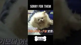 SORRY FOR THEM 🥲 #Dogsareincredible #개는훌륭하다 #Ep200 | KBS WORLD TV 240103