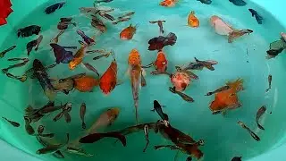 Tiger Halfmoon Guppy Halfmoon Betta Fish Koi Carp Goldfish Angelfish Pleco Cute Animals Videos