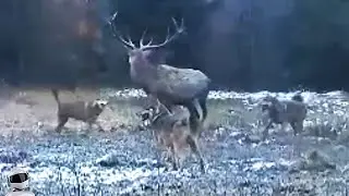 Волки Окружили Оленя / Случаи с Животными Снятые На камеру