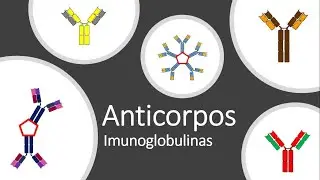 Anticorpo / Imunoglobulina