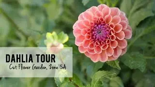 Dahlia Tour!! Cut Flower Garden, Small Flower Farm Northwest Iowa Zone 5A