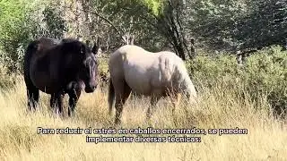 RANCHOLAROSA. Salud mental del caballo en caballeriza