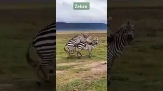 Zebra mating 