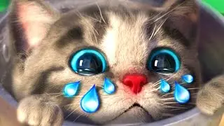 CUTE LITTLE KITTEN ADVENTURE 😸 TOP ANIMAL EDUCATIONAL VIDEO FOR PRESCHOOLERS