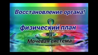 Восстановление органа. Физический план. Мочевая система.