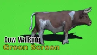 Cow Walking Greenscreen Background | Intro Template | Free Video Background Sapi Jumbo