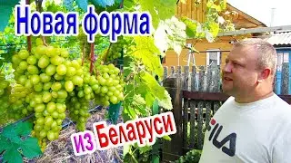 🔴🔴Vineyard of Alexei the First and his New form of grapes 1-6 / Pinsk / Belarus / Grapes