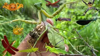 praying mantis: the cruelest predator ,face of an angel, heart of a predator‼️