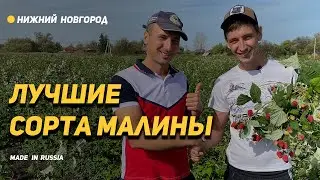 Россия за которую не стыдно. Настоящий питомник ремонтантной малины. Сорт Карамелька - Школьный Сад