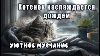 Лечебное мурлыкание кошки с уютным дождем.