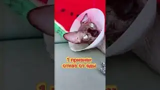 Шесть признаков стресса у кошек