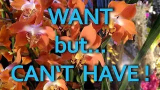 Orchids I Want But Can't Have - Archie's Challange - Windowsill Impressions - 5000 Subs Giveaway