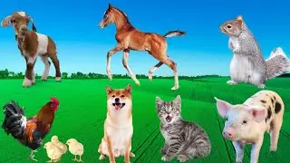 Cute Little Animals - Puppies, Kittens, Goats, Chickens, Piglets - Animal Sounds