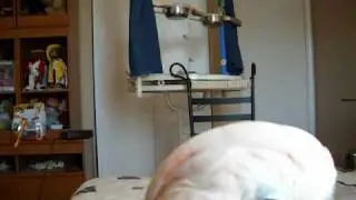 Moluccan Cockatoo hidden camera