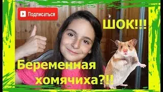 ХОМЯЧИХА БЕРЕМЕННА | КАК ОПРЕДЕЛИТЬ Беременность у хомяка | HOW TO DETERMINE Pregnancy In A Hamster