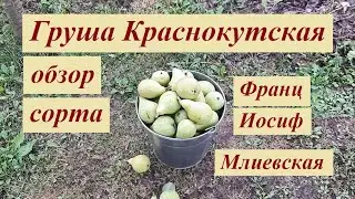 Груша Краснокутская обзор сорта