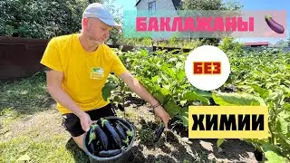 Фитофтороз в разгаре.Как защитить урожай.