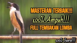 MASTERAN TERBAIK CENDET LOMBA FULL TEMBAKAN MEWAH 100% AMPUH BIKIN JUARA