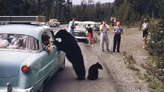 A road trip across the United States of America in 1955 | in color