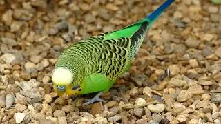 Bright Colorful Bird.......
