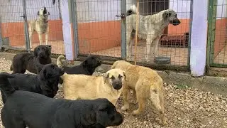 Kangal Raşa Yavrulara Bakmıyor Güvercinler Yumurtlamış