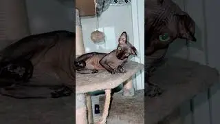 Вот так начался у нас разговор Она даже чуть не свалилась