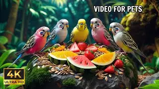 Cat TV for Cats : Birds & Squirrels That Will Keep Your Cat Entertained for Hours 🕊️🐿️ 4K HDR