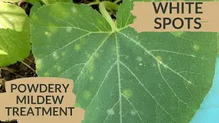 White on Plant Leaves - What it is & how to get rid of it!