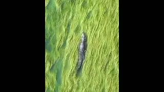 Underwaterstuff shots ||animals ||ocean ||the shark ||the water monsters ||the cute animal videos ||