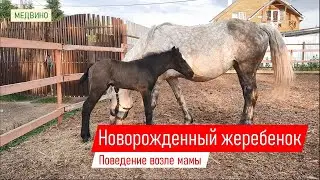 Забавный маленький жеребенок
