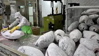 Cut 20 Tons of Tuna per Day. Korean Seafood Factory