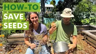 Free Seed Project: Seed Saving Guide (Part 11)