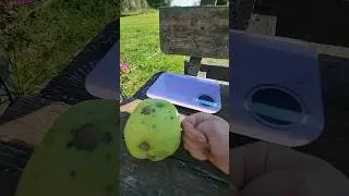 Гигантская Антоновка. Угадаете вес? 