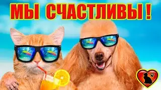 5 Признаков Того, Что Ваша Кошка Счастлива!