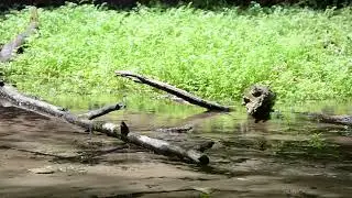 Birds Singing Over Forest Stream