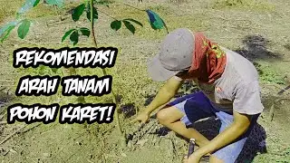 begini cara kami menanam pohon karet