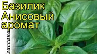 Базилик Анисовый аромат (Базилик). Краткий обзор, описание характеристик, где купить семена ocimum
