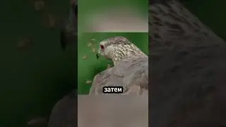 Балобород: Ужас для пчел! 🐝🦅🍯😱 